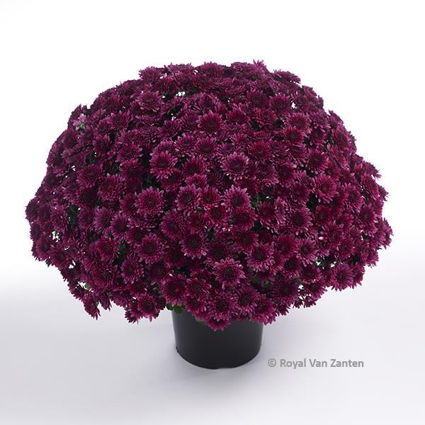 Avalon Purple Garden Mum