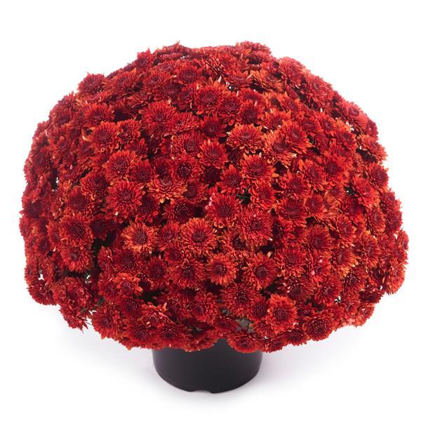 Avalon Red Garden Mum