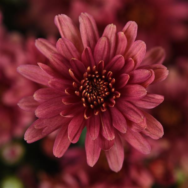 Axios Coral Garden Mum