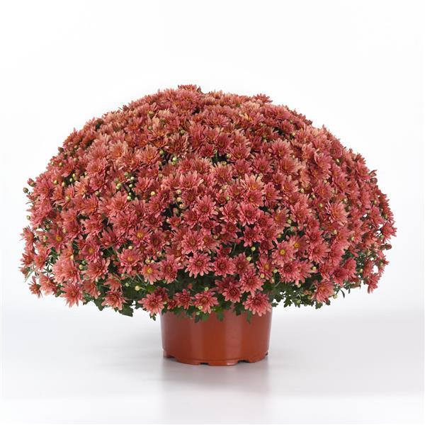 Axios Coral Garden Mum