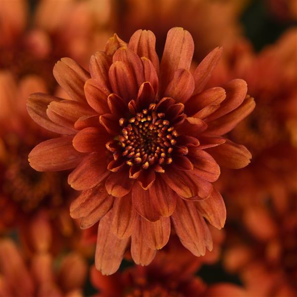 Axios Orange Garden Mum