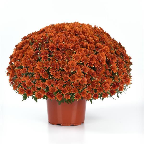 Axios Orange Garden Mum