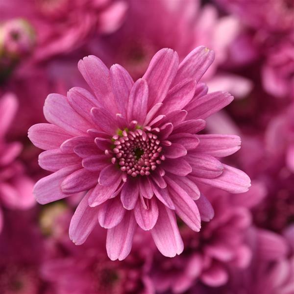 Axios Pink Garden Mum