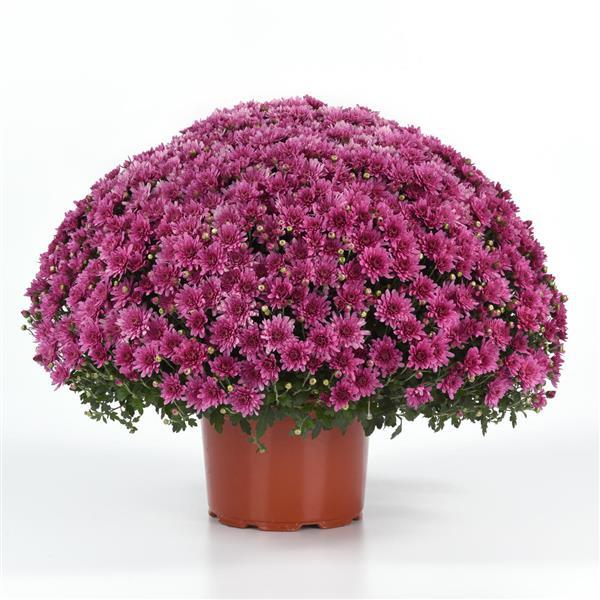Axios Pink Garden Mum