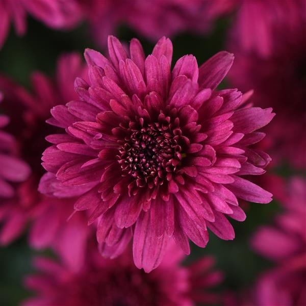 Axios Purple Garden Mum