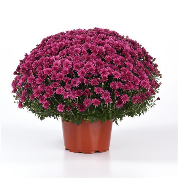 Axios Purple Garden Mum