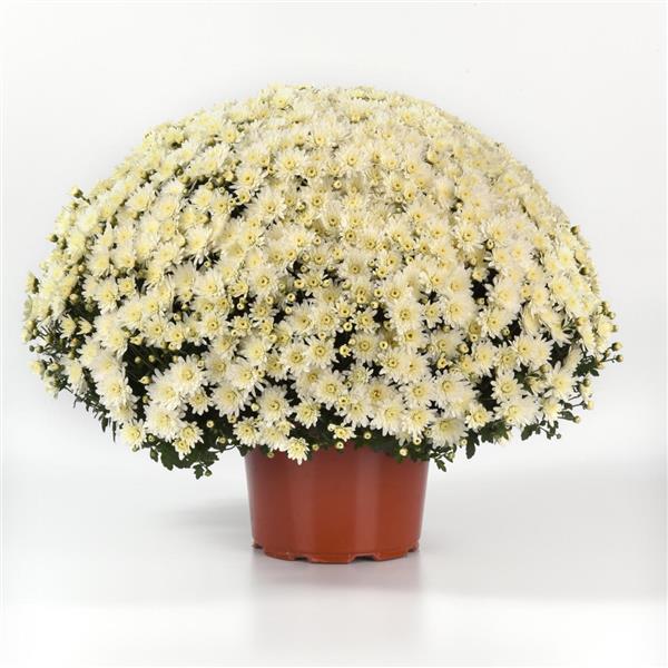 Axios White Garden Mum