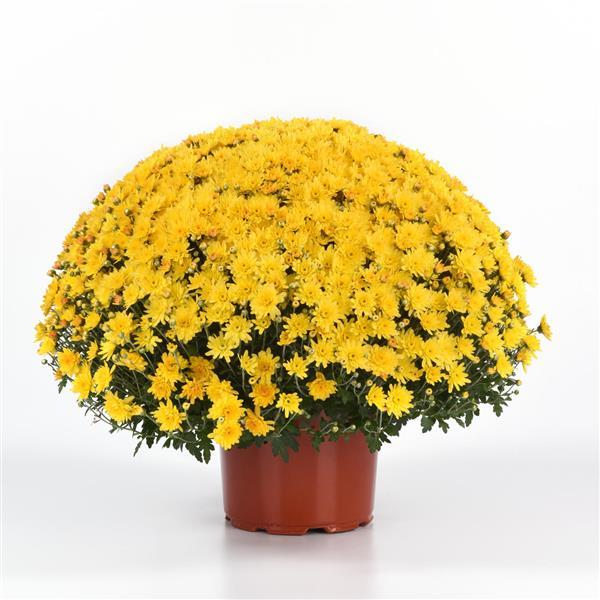 Axios Yellow Garden Mum