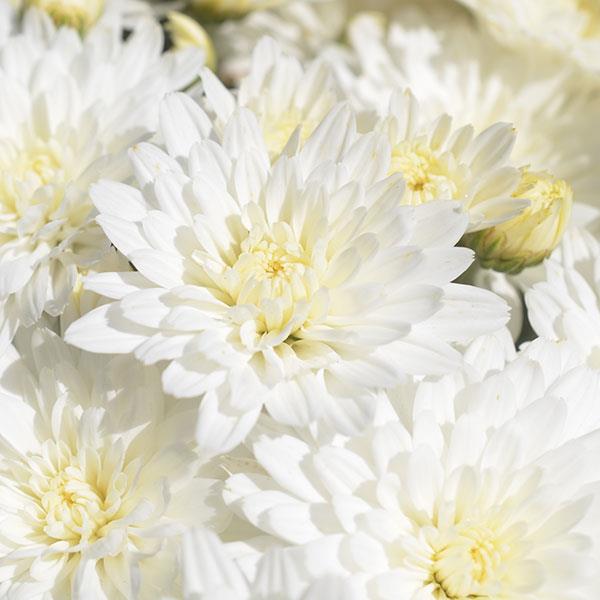 Bridal White Garden Mum