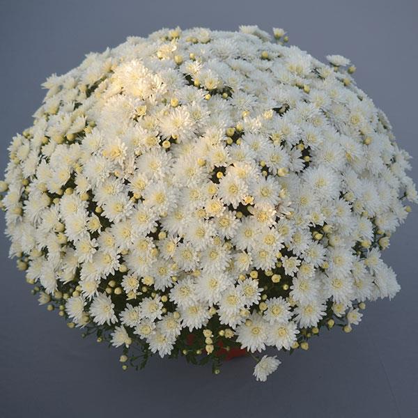 Bridal White Garden Mum