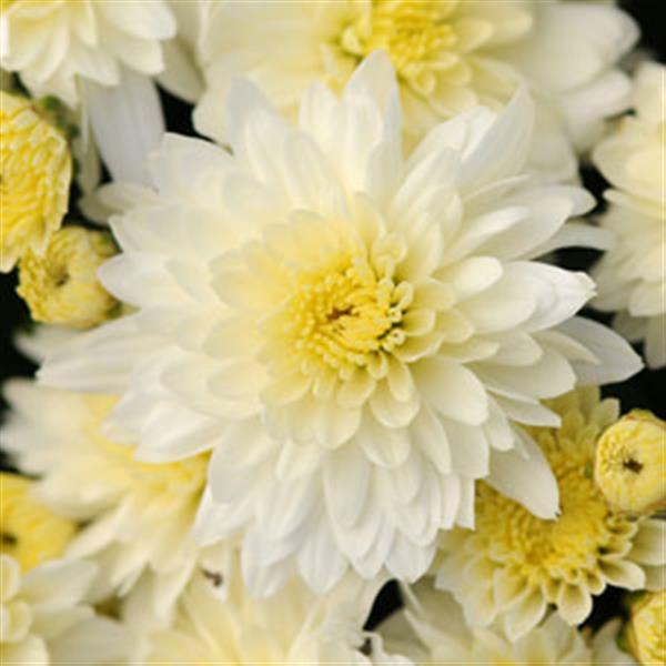Butter N' Cream White Garden Mum