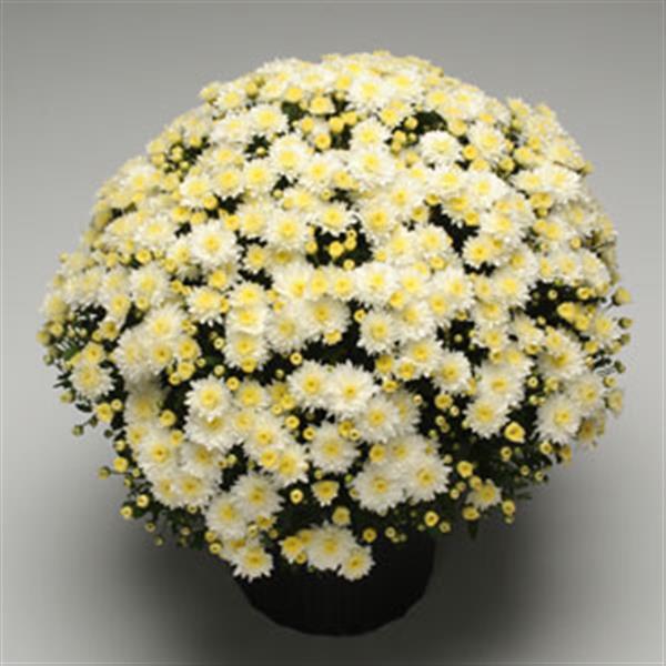 Butter N' Cream White Garden Mum