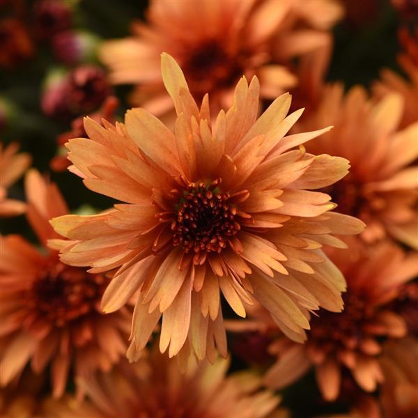 Carousel Glimmer Orange Garden Mum