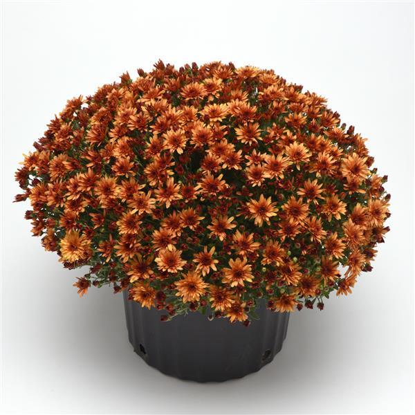 Carousel Glimmer Orange Garden Mum