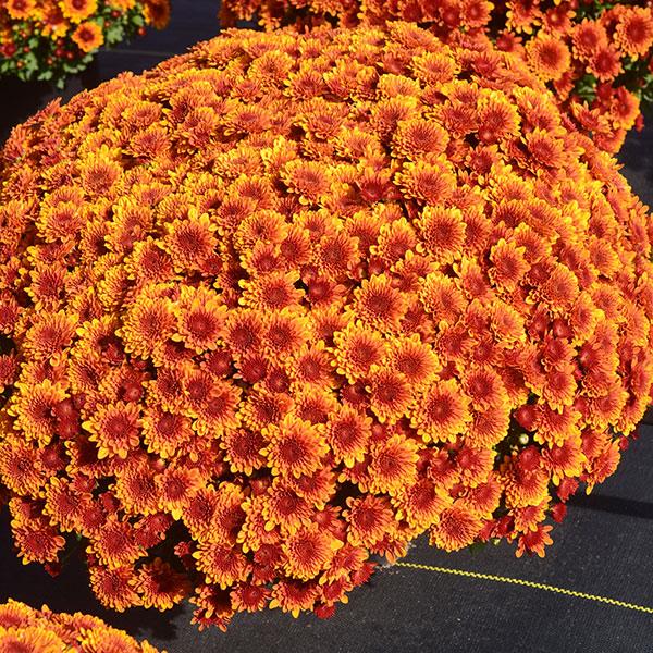 Copper Coin Bronze Garden Mum