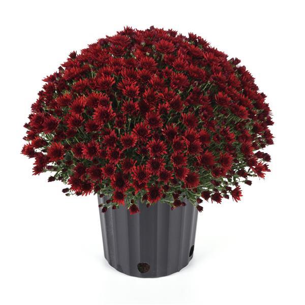 Cosmic Fireball Red Garden Mum