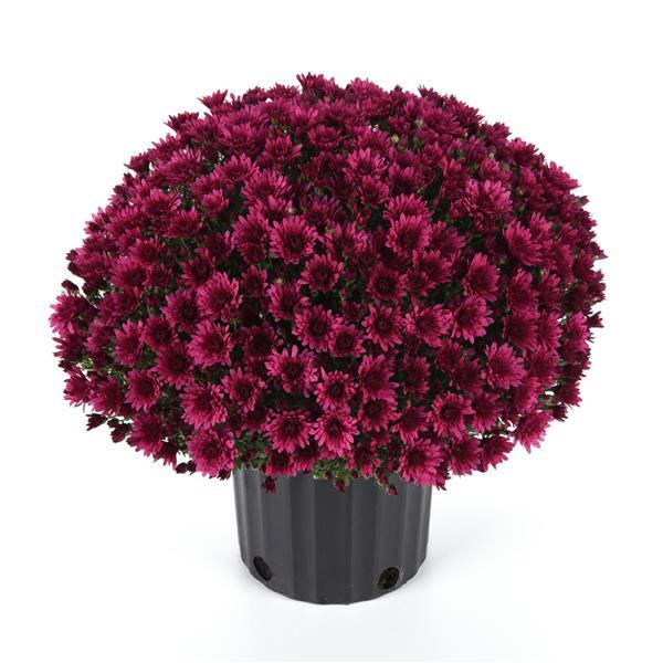 Cosmic Galaxy Purple Garden Mum