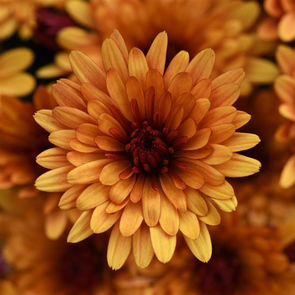 Cosmic Meteor Bronze Garden Mum