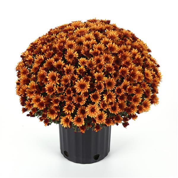 Cosmic Meteor Bronze Garden Mum