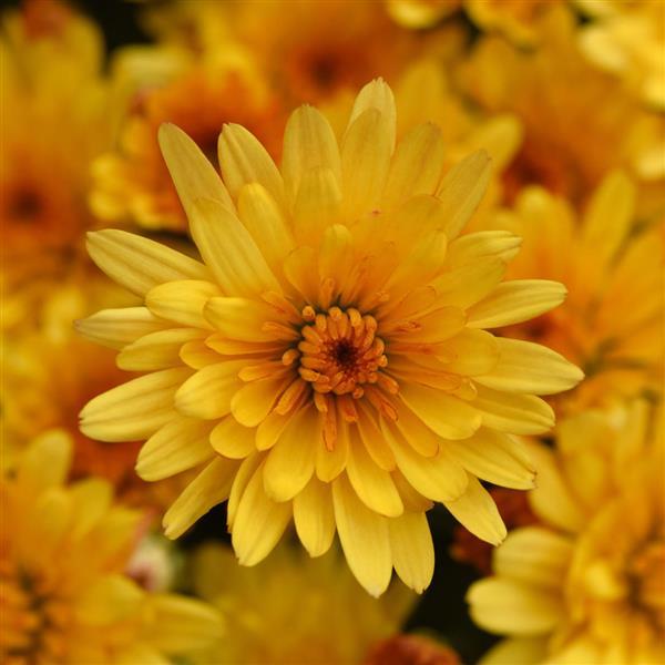 Cosmic Solar Yellow Garden Mum