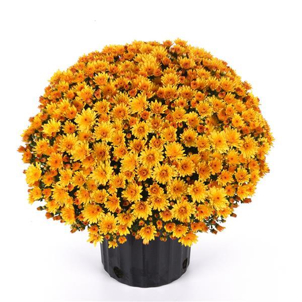 Cosmic Solar Yellow Garden Mum