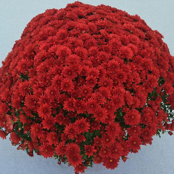 Cranbury Red Garden Mum