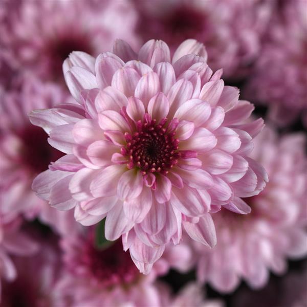 Cyclone Light Pink Garden Mum