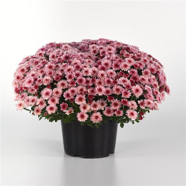 Cyclone Light Pink Garden Mum
