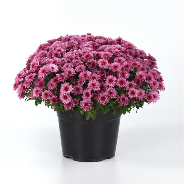 Cyclone Pink Garden Mum