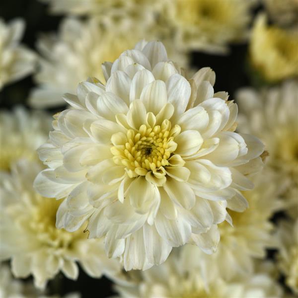 Cyclone White Garden Mum