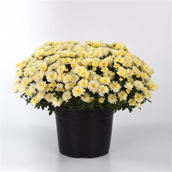 Cyclone White Garden Mum