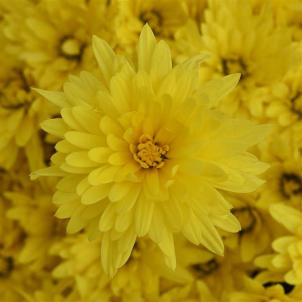 Destiny Yellow Garden Mum