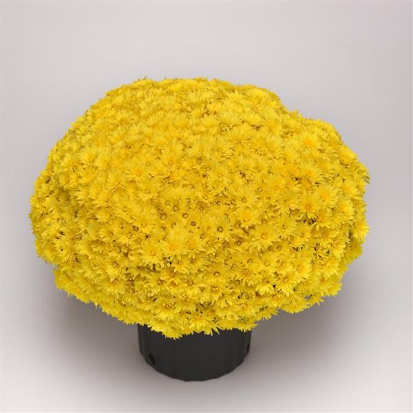 Destiny Yellow Garden Mum