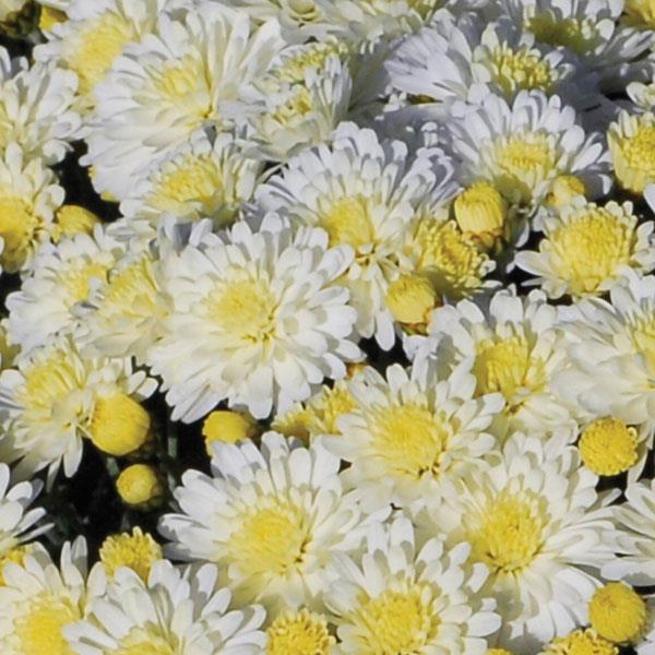 Dove White Garden Mum