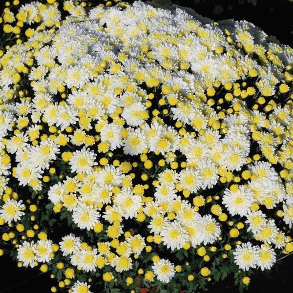 Dove White Garden Mum