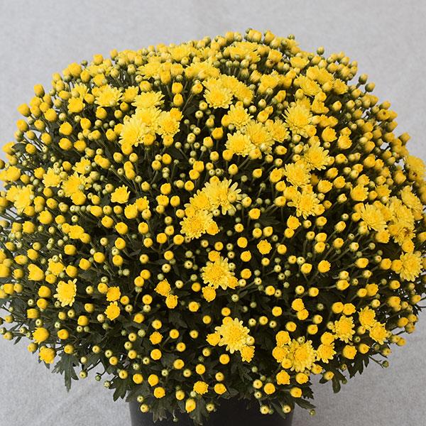 Dove Yellow Garden Mum