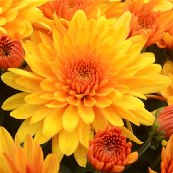 Fireglow Bronze Garden Mum