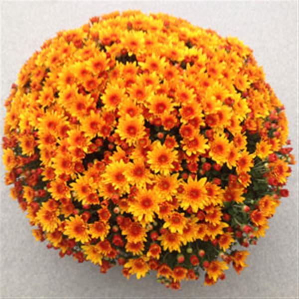 Fireglow Bronze Garden Mum