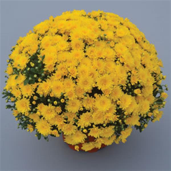 Gold Cup Yellow Garden Mum