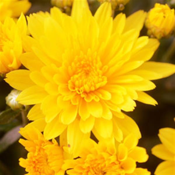 Gold Riot Yellow Garden Mum