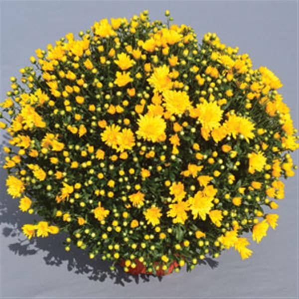 Gold Riot Yellow Garden Mum