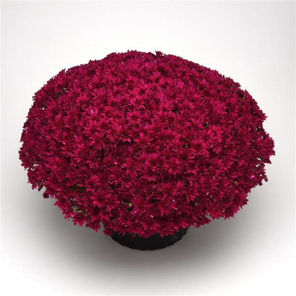 Grapeberry Neon Purple Garden Mum