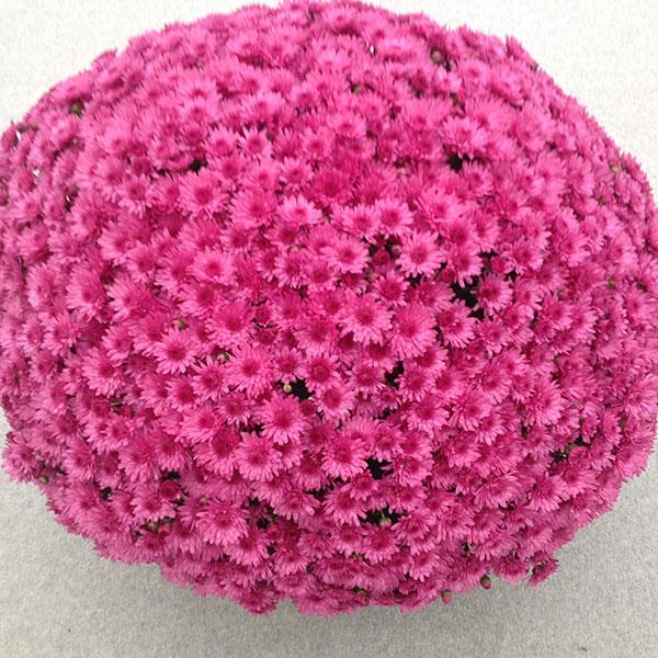Jazzberry Pink Garden Mum