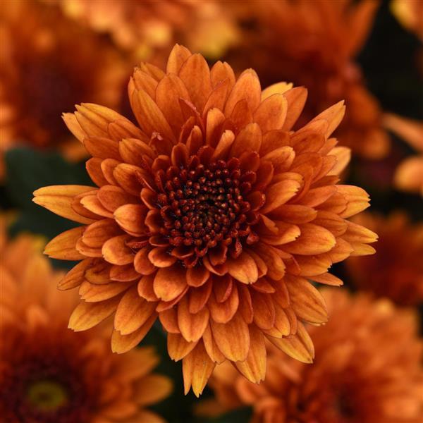 Katelli Bronze Improved Garden Mum