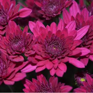 Majesty Purple Garden Mum