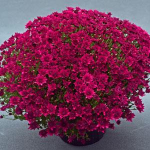 Majesty Purple Garden Mum