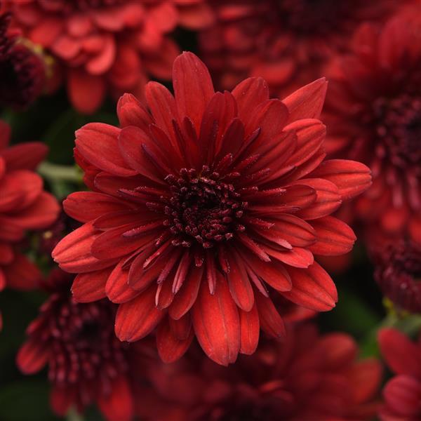 Maverick Red Garden Mum
