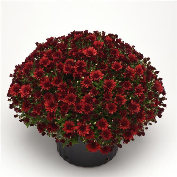 Maverick Red Garden Mum