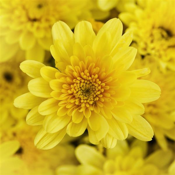 Milkshake Banana Yellow Garden Mum