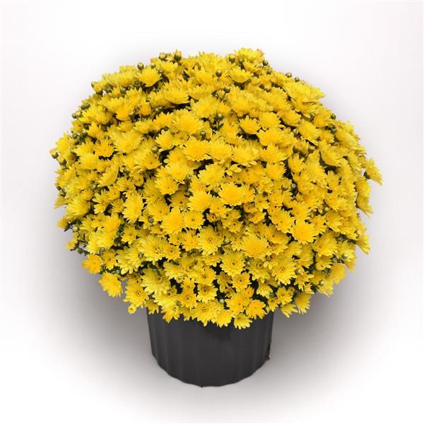 Milkshake Banana Yellow Garden Mum
